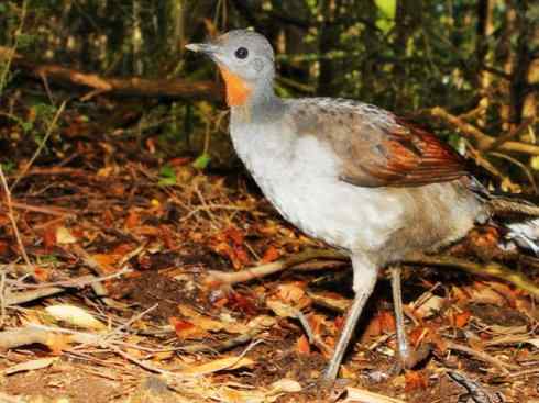 猎奇：长尾鸟雀之五