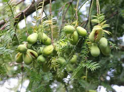 鱼类活化石:齿蝶鱼 鱼类活化石:齿蝶鱼