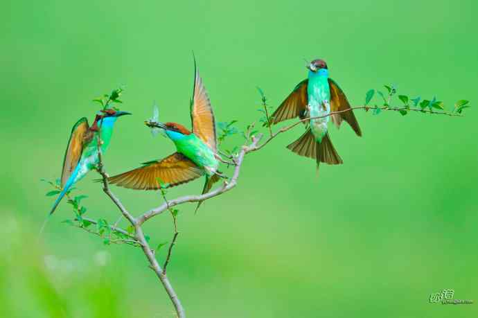 蓝喉蜂虎繁育季