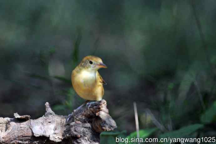 厚嘴苇莺(7) 厚嘴苇莺(7)