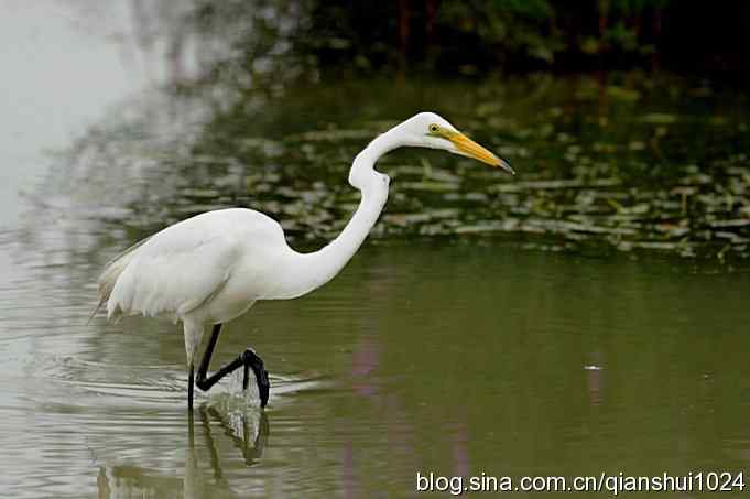 鹭以食为天(奥体公园)