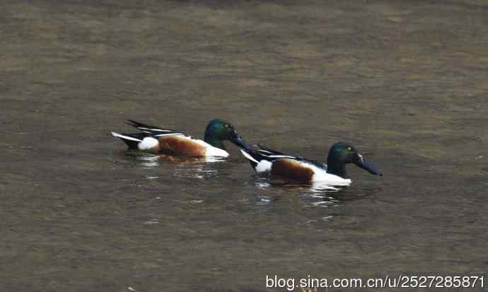 北京野鸟摄影——琵嘴鸭