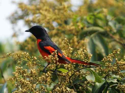 美丽无罪：雀鸟之山椒鸟