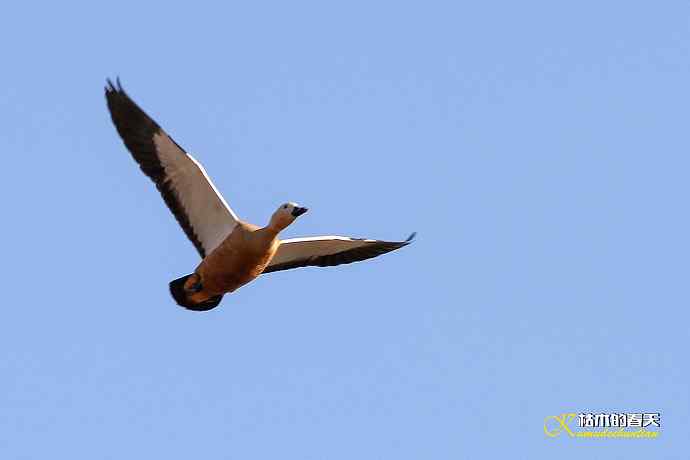 再拍鈥湷嗦檠尖