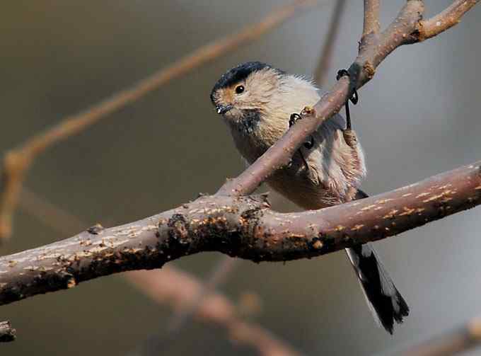 北京植物园赏鸟（四），银喉长尾山雀（组图）