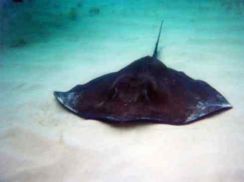 自然奇观：动物大迁徙(鲼)