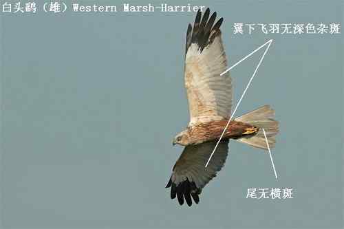 鹞的识别（归纳总结）