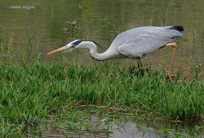 十渡的黑鹳和苍鹭