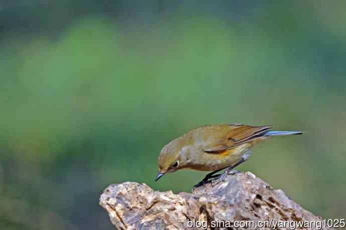 雌性红胁蓝尾鸲（74）