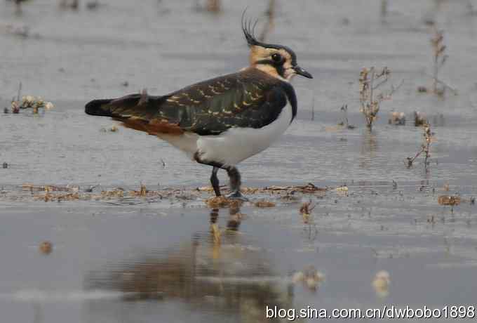 飞翔的凤头麦鸡