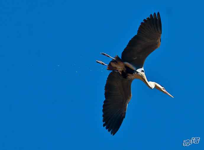 密云水库 wbr路 wbr大鸨、雉鸡和苍鹭 密云水库 wbr路 wbr大鸨、雉鸡和苍鹭