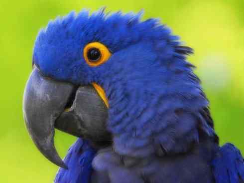 猎奇:奇特的鸟喙之四 猎奇:奇特的鸟喙之四