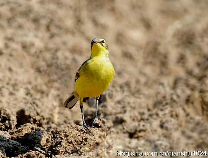 清仓晒鸟儿 清仓晒鸟儿