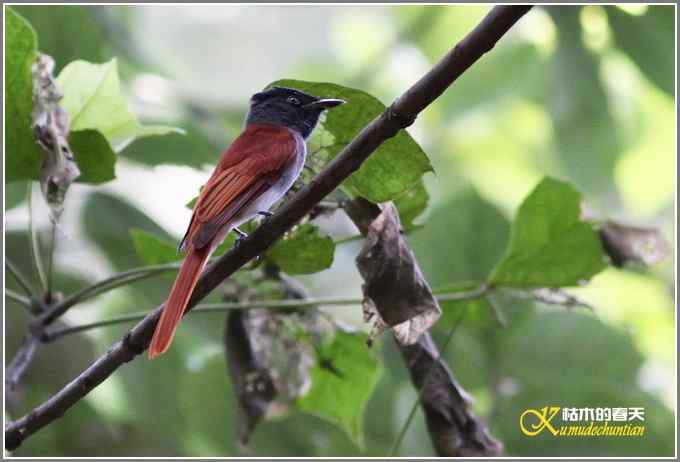 苦苦追寻“寿带”鸟【照片】
