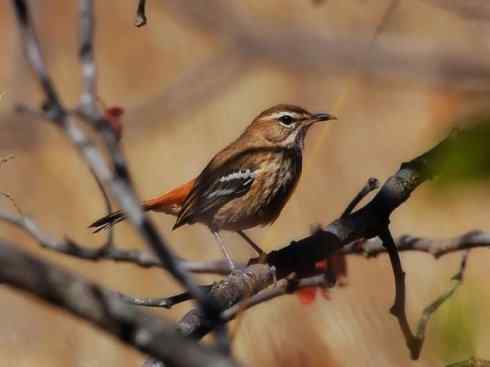 美丽无罪：雀鸟之林鸲