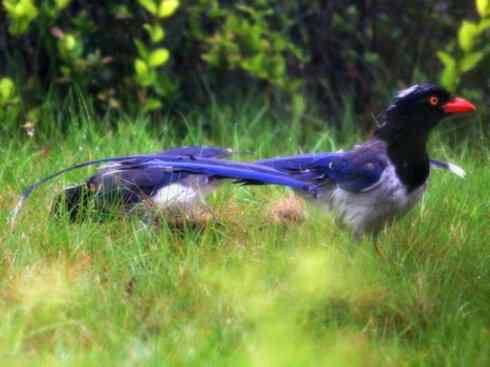 家禽驯化之源之三十一