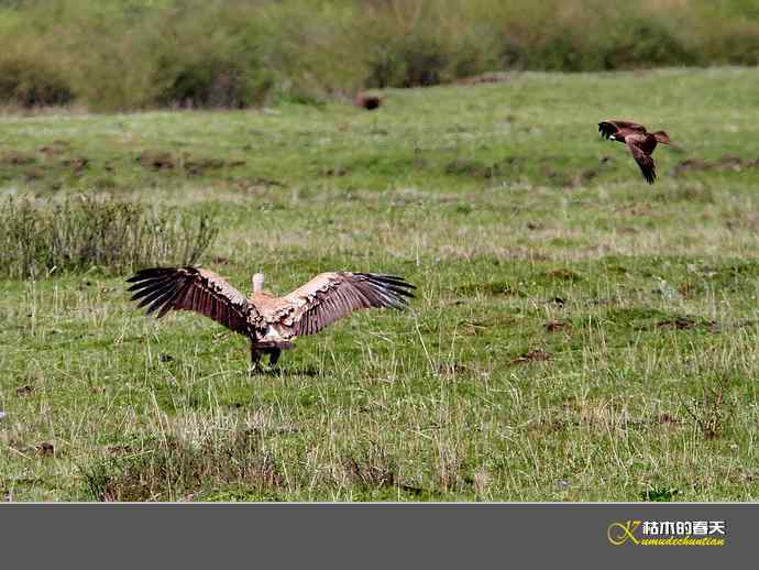 红原大草原的鈥満陴扳