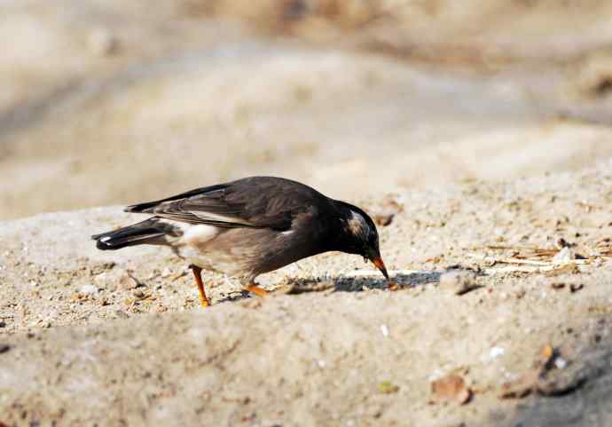 随走随拍（灰椋鸟）