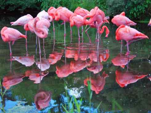 极品红色鸟类:火烈鸟 极品红色鸟类:火烈鸟