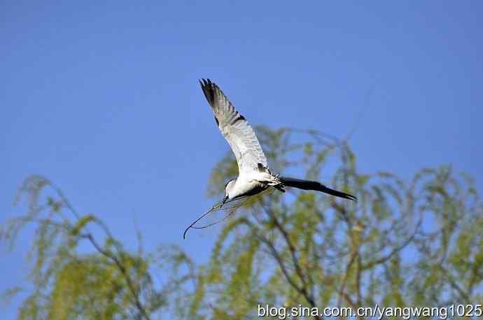 飞(夜鹭)17 飞(夜鹭)17