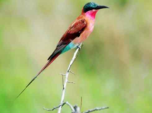 绝色攀禽:佛法僧目之蜂虎4 绝色攀禽:佛法僧目之蜂虎4