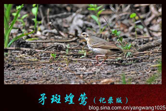 北京天坛公园的鸟类——矛斑蝗莺（记录版）