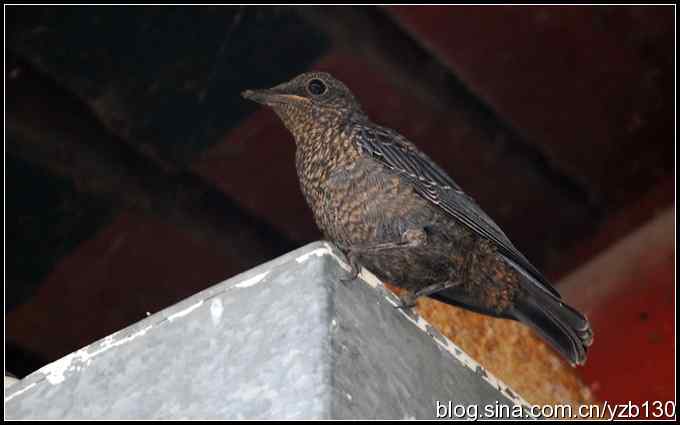 金海湖的鸟（3）鈥斺斃俄娥矗ㄗ橥迹