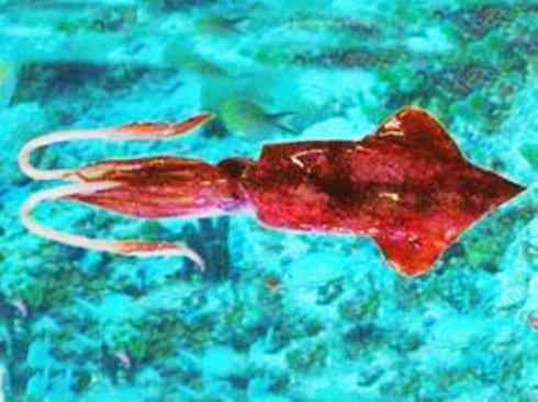 自然奇观:动物大迁徙(乌贼) 自然奇观:动物大迁徙(乌贼)