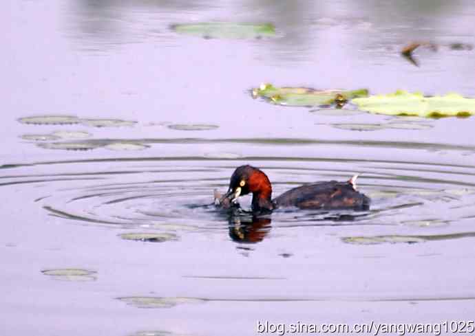 早餐 wbr鈥斺斝t捕鱼纪实 早餐 wbr鈥斺斝t捕鱼纪实