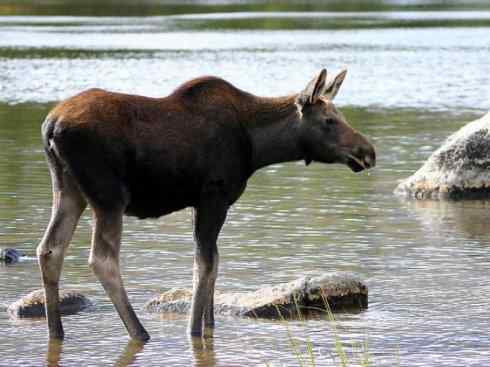 麒麟：传说的兽原型探秘（驼鹿）