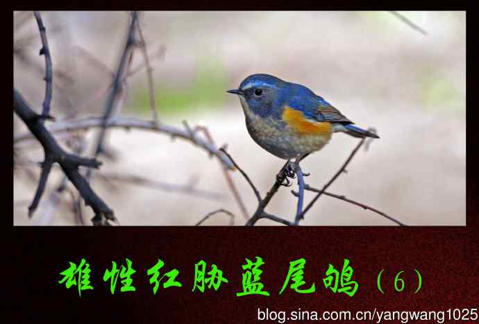 北京天坛公园的鸟类——雄性红胁蓝尾鸲（6）