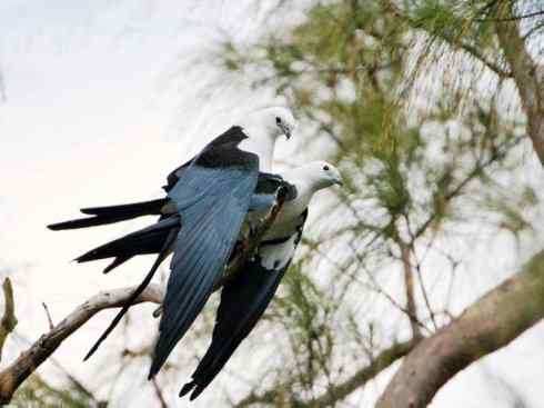 白头鸟系列：另类的美丽（燕尾鸢）