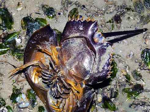 自然奇观：动物大迁徙(鲎)