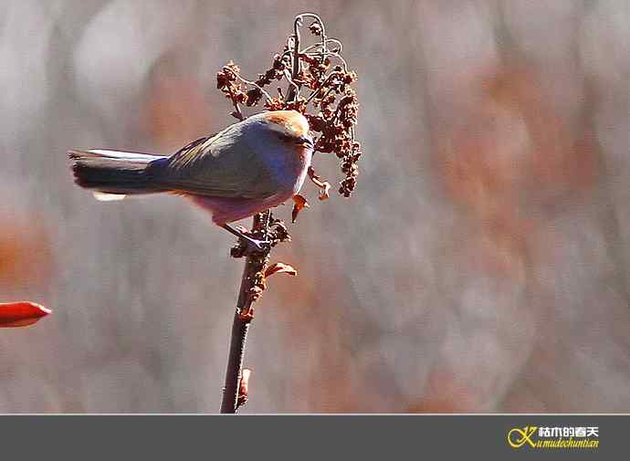 川西高原的美丽精灵-花彩雀莺【实拍】