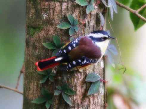 美丽无罪：雀鸟之绿鹛