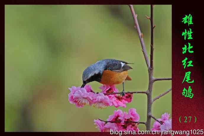 雄性北红尾鸲--北京天坛公园的鸟类