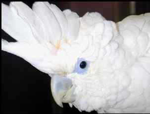 鹦鹉大全——杜柯波氏凤头鹦鹉 Ducorp's Cockatoo