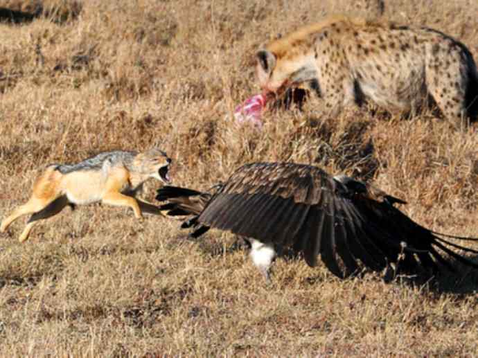 犬科：犬亚科犬属之金豺、黑背豺（胡狼类）