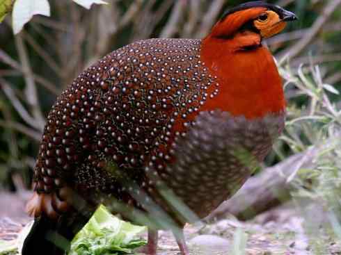 凤凰：传说中的鸟原型探秘（锦鸡）