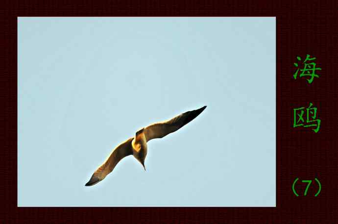 北京动物园的鸟类——海鸥(7)