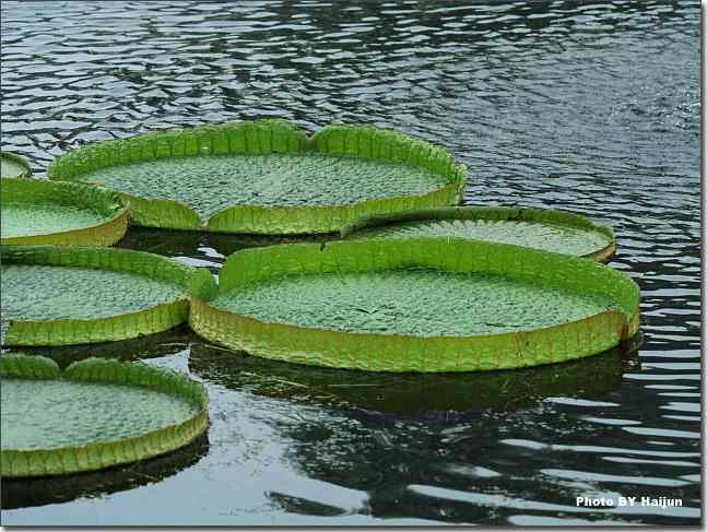 圆明园观赏亚马逊王莲