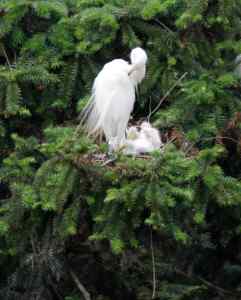 白鹭王国摄影记