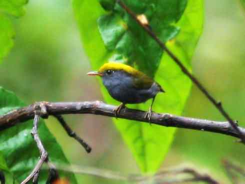 美丽无罪：雀鸟之地莺