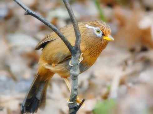 家禽驯化之源之十五