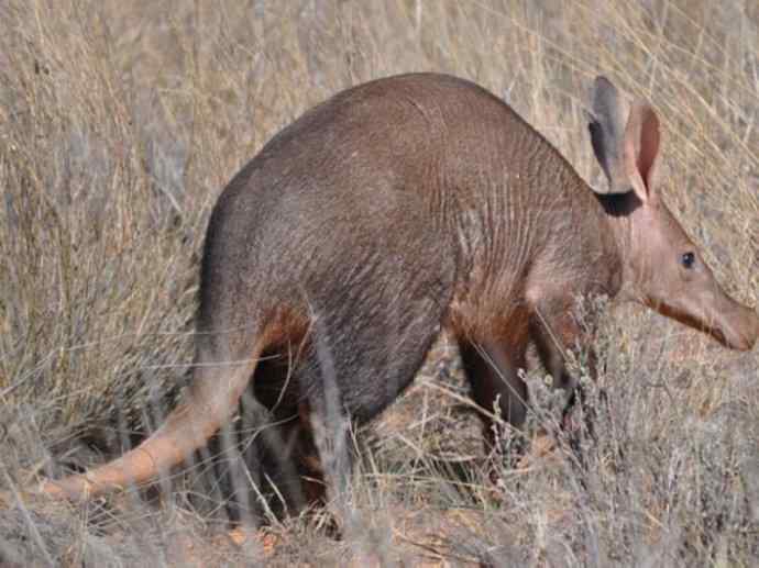 盘点十二大著名食蚁动物：土豚
