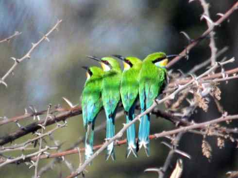 绝色攀禽：佛法僧目之蜂虎2