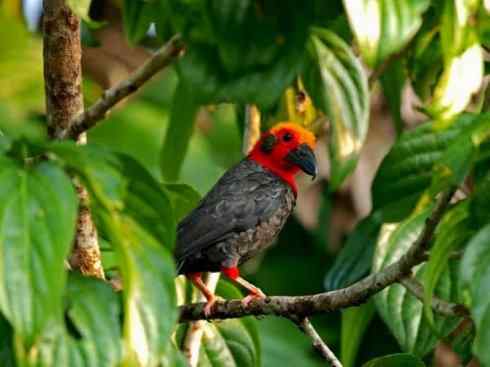 绝色攀禽：佛法僧目之三宝鸟