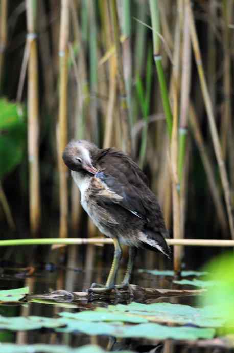 黑水鸡(亚成) 黑水鸡(亚成)