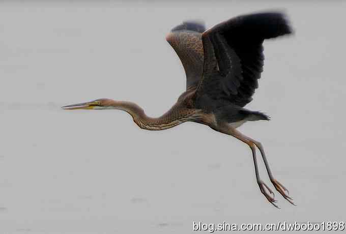 乌梁素海之草鹭——内蒙观鸟行（二）