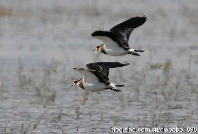 飞翔的凤头麦鸡